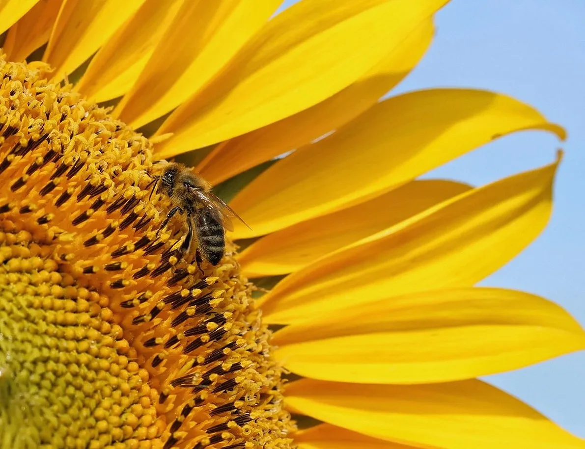 ヒマワリの花にとまるミツバチ（イメージ写真）
