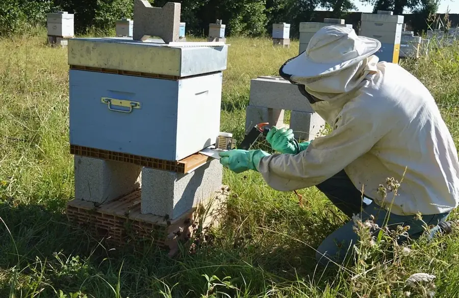 巣箱の脇にかがんで作業する養蜂家（イメージ写真）